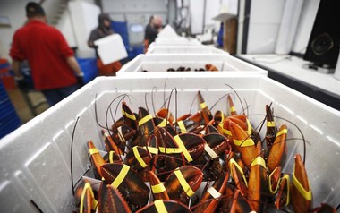 'Mỏ vàng' dưới nước của Việt Nam được người Trung Quốc mê không lối thoát: xuất khẩu tăng 135%, ưu đãi thuế cạnh tranh ngang ngửa hàng Mỹ