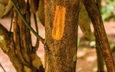 Một loại ‘vàng nâu’ quý báu của thế giới nhưng Việt Nam trồng bạt ngàn: Từ thân đến là đều ra tiền, thu về gần 250 triệu USD kể từ đầu năm