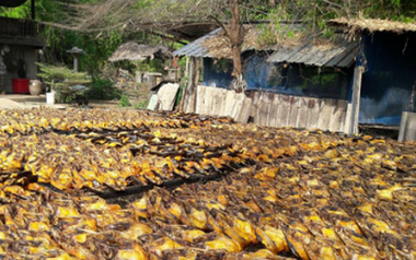 Châu Âu đang thiếu hụt một mặt hàng mở ra cơ hội lớn cho Việt Nam: Thu về gần 150 triệu USD, cả thế giới tranh nuôi nhưng chỉ nước ta tạo ra ngành công nghiệp