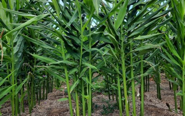 Loại củ là gia vị quý của thế giới Việt Nam trồng bạt ngàn: Thu về hơn 48 triệu USD kể từ đầu năm, nước ta là ông lớn thứ 3 thế giới