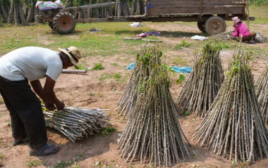 Không phải sầu riêng hay gạo, Trung Quốc bất ngờ săn lùng trở lại một mặt hàng từ Việt Nam: Thu mua hơn 95% sản lượng, nước ta là 'trùm' thứ 2 thế giới