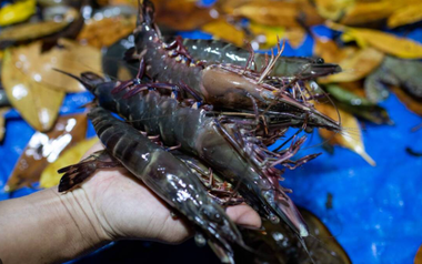 Không phải sầu riêng, đây là mặt hàng Việt làm mưa làm gió tại Trung Quốc: Nước ta bỏ túi hơn 1,2 tỷ USD, xuất khẩu đứng thứ 2 thế giới