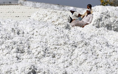 Xuất khẩu sang Trung Quốc lao dốc, Mỹ tăng mạnh đưa 'vàng trắng' vào Việt Nam, nước ta tiêu thụ đứng thứ 3 thế giới