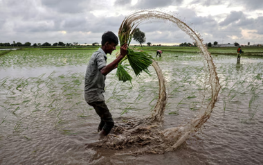 Philippines, Senegal dừng nhập khẩu, gạo Việt đang xoay trục sang những thị trường nào?