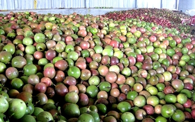 Trung Quốc ồ ạt thu mua một 'sản vật' triệu USD của Việt Nam, nước ta là nhà xuất khẩu lọt top 10 thế giới