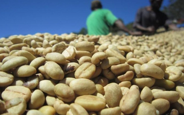 Một loại nông sản Việt Nam vừa làm một điều 35 năm chưa từng có