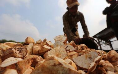 Không phải sầu riêng, đây mới là mỏ vàng của Việt Nam được Trung Quốc và châu Á tranh nhau mua: Thu về hơn 1 tỷ USD, nước ta cùng Thái Lan cạnh tranh ngôi vương