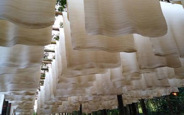 'Vàng trắng' của Việt Nam đắt hàng tại Đông Nam Á: diện tích trồng hơn 900.000 ha, nước ta là ông lớn top 5 thế giới