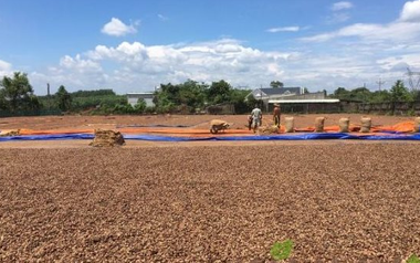 Hàng trăm nghìn tấn hàng từ châu Phi vừa đổ bộ Việt Nam: Nước ta chi hơn 4 tỷ USD mua hàng, là 'bảo bối' giúp Việt Nam xuất khẩu bằng cả thế giới cộng lại