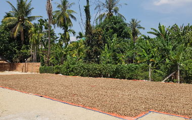 Cứu tinh từ châu Phi đổ bộ giúp Việt Nam xuất khẩu bỏ xa cả thế giới: Nước ta chi hàng tỷ USD mỗi năm để mua hàng, được người Mỹ cực kỳ ưa chuộng