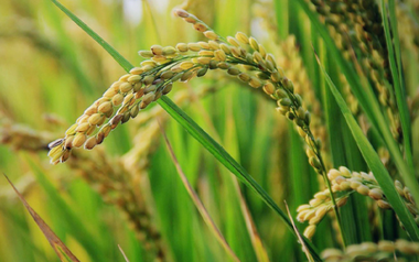 Philippines cùng ông trùm châu Á dừng nhập khẩu, gạo Việt xoay trục sang những thị trường nào trong năm 2025?