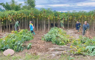 Không phải gạo hay sầu riêng, 'vàng dưới lòng đất' của Việt Nam được Trung Quốc săn lùng đến 94%: Giá xuất khẩu lao dốc mạnh, nước ta sản xuất 18 triệu tấn mỗi năm