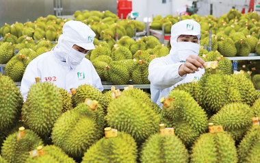 Cuộc đua sầu riêng tại Trung Quốc: Việt Nam áp sát Thái Lan, tiến gần tới mốc 50% thị phần