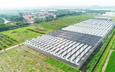 Giá lợn hơi giảm, Dabaco báo lãi ròng quý III/2026 giảm hơn 41% dù doanh thu tăng