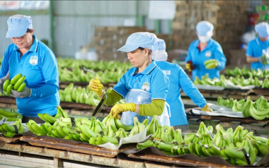 Cổ phiếu của HAGL Invest sắp được giao dịch trên UPCoM