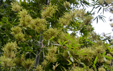 Một cây bạc tỷ của Việt Nam vừa lập kỷ lục xuất khẩu cao nhất lịch sử: Tổng thu hơn 300 triệu USD, doanh nghiệp nào đóng góp lớn nhất?