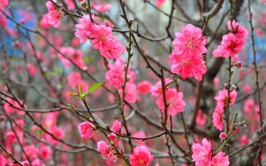 Em ở đâu giữa Tết xưa nhiều gió