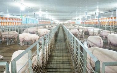 Các 'ông lớn' ngành chăn nuôi kinh doanh ra sao trong năm 2025?