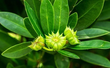 Việt Nam vừa xuất khẩu hơn 1.000 tấn hoa từ cây ‘bạc tỷ’: Thu về hơn 4 triệu USD, doanh nghiệp nào đóng góp lớn nhất?