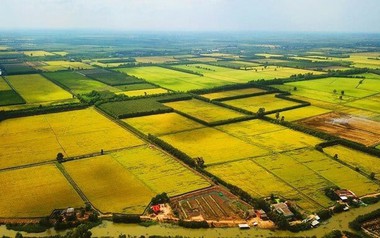 Tin vui cho người dân TP.HCM: Dự kiến 208.700 m² đất trồng lúa được chuyển đổi mục đích sử dụng