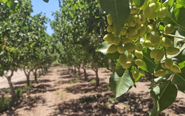 Đắt hơn sầu riêng, một loại nông sản của Việt Nam bất ngờ xuất khẩu bùng nổ ngay đầu năm