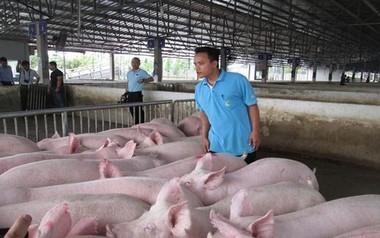 Hộ kinh doanh bán lợn thịt có phải xuất hóa đơn không? Thuế TP. Hà Nội trả lời