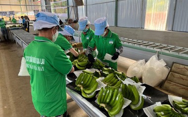 HAGL đặt mục tiêu lợi nhuận vượt 4.200 tỷ đồng, không chia cổ tức