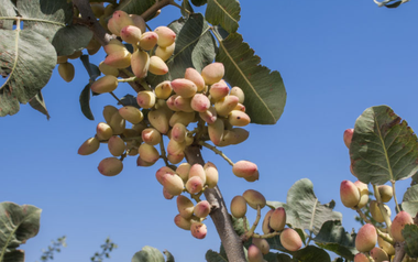 Đắt hơn sầu riêng, Việt Nam bất ngờ thu về hơn 100 triệu USD từ loại quả không tự trồng được, đã tiêu thụ khắp thế giới trong 8.000 năm qua