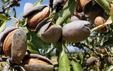 Đắt hơn cả sầu riêng, thanh long, một loại nông sản của Việt Nam đón tin vui xuất khẩu chưa từng có