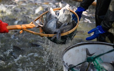 Loài cá rẻ tiền bán đầy chợ Việt bất ngờ được một quốc gia BRICS chi hàng triệu USD mua về, Mỹ cũng liên tục săn đón