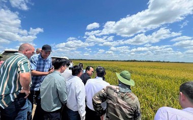 Giống lúa Việt Nam 'gây bão' tại Cuba, Phó Chủ tịch nước Cuba đích thân xuống thị sát