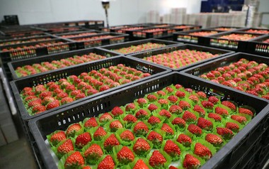 Rẻ hơn sầu riêng, một loại nông sản của Việt Nam bất ngờ xuất khẩu bùng nổ 2.000 lần ngay đầu năm