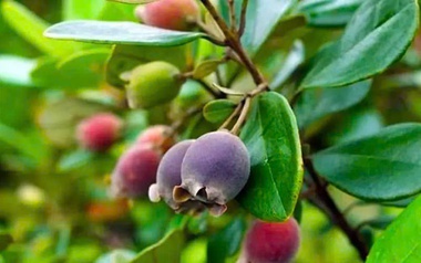 Từng rụng đầy gốc không ai nhặt, thứ quả rừng 'tím lịm' bất ngờ thành đặc sản 130.000 đồng/kg
