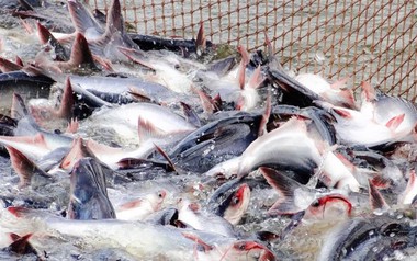 Mỹ báo tin vui cho một mặt hàng chủ lực của Việt Nam