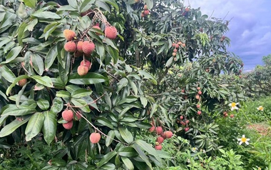 Sau Trung Quốc, Ấn Độ cũng trồng loại cây Việt Nam đang vào mùa: Được mệnh danh ‘vàng đỏ’ trên cây, năng suất 100 kg quả/ha