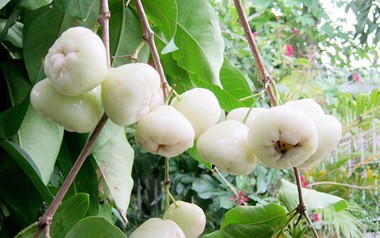 Thứ quả quê chín rụng ít ai nhặt: Sang nước ngoài giá vài trăm nghìn/kg, được ví như 'vua trái cây'