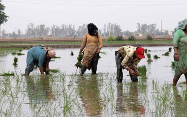 Gạo Ấn Độ, Thái Lan, Việt Nam sắp đón sóng gió, ‘thủ phạm’ là ai?