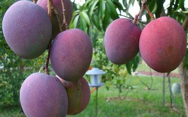 Loại quả ‘trứng của mặt trời’ vừa được đấu giá hơn 16 triệu đồng/cặp tại một quốc gia châu Á, Việt Nam vừa trồng thành công tại TP HCM