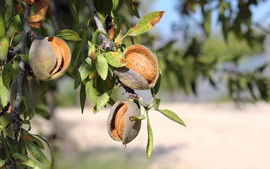Đắt hơn sầu riêng, Việt Nam thu hàng chục triệu USD từ một loại 'siêu thực phẩm', công dụng nhiều không kể xiết