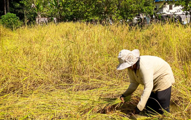 Campuchia quyết tâm làm giàu với loại nông sản Việt Nam đang trồng rất nhiều: Tự tin sẽ xuất khẩu được 1 triệu tấn, vừa thu về hơn 300 triệu USD