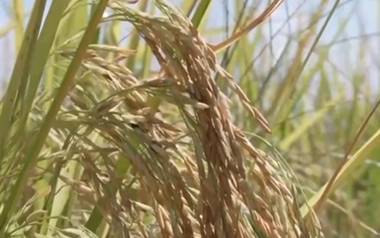 Phát minh của Trung Quốc làm rung chuyển ngành lương thực: Tạo ra giống lúa ‘trường thọ’ thu hoạch nhiều lần liên tiếp, tuổi thọ cây trên 2 năm