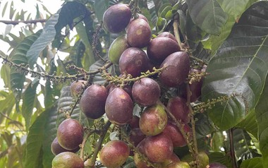 Phát hiện loại quả giống nhãn nhưng thoang thoảng vị sầu riêng: Điều bất ngờ nằm ở mức giá 2,5 triệu đồng/kg