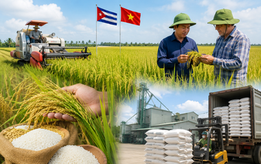 Việt Nam mang "bí quyết trồng lúa" sang Cuba, kết quả sau vài tháng gây chú ý