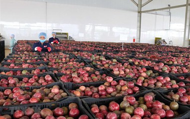 Một 'báu vật' triệu USD của Việt Nam được Trung Quốc liên tục săn đón, nước ta là nhà xuất khẩu top 10 thế giới