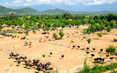 Bỏ nghề kỹ sư về quê nuôi con chim khổng lồ không biết bay, anh nông dân xây trang trại doanh thu tiền tỷ