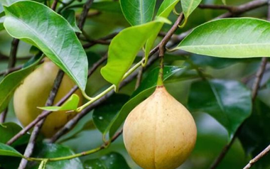 Đắt hơn sầu riêng, Việt Nam trồng được một loại ‘sản vật’ đắt đỏ thứ 3 thế giới: Giá gần 8.000 USD/tấn, ít nhất 3 năm mới cho thu hoạch