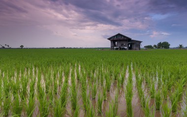 Startup agritech Rize huy động 31 triệu USD, mở rộng canh tác lúa bền vững Đông Nam Á