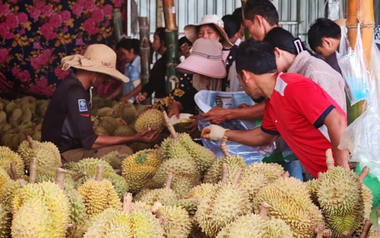 Chưa kịp mừng vì xuất khẩu sang Trung Quốc tăng mạnh, sầu riêng Campuchia lại gặp sóng gió