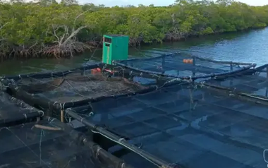 Việt Nam mang kỹ thuật nuôi một loại ‘siêu thực phẩm' sang Cuba, 1,5 năm sau đón kết quả bất ngờ