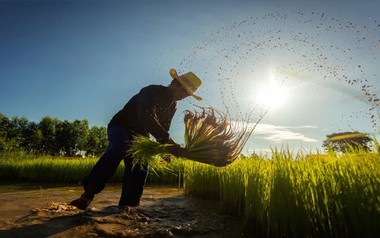 'Cơn ác mộng' mới của ngành gạo Thái Lan: 5,4 triệu tấn lúa có nguy cơ biến mất, thiệt hại gần 2 tỷ USD